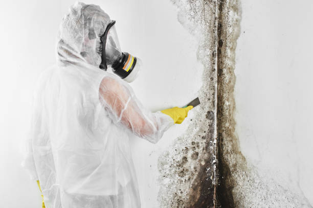 Best Black Mold Removal  in Minden, NE