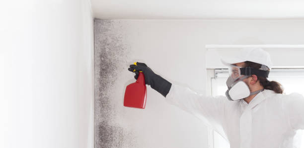 Best Certified Mold Removal  in Minden, NE